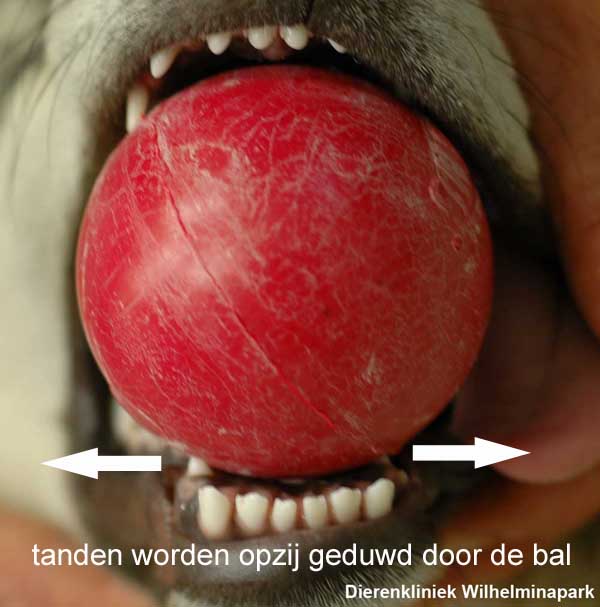 Orthodentie: met een bal drukt de hond zijn haaktanden naar buiten als hij/zij op de bal bijt